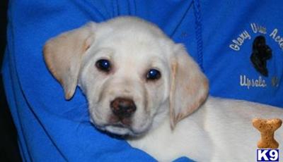 Puppies in MN
